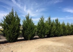 Juniperus chinensis Spartan / Spartan boróka